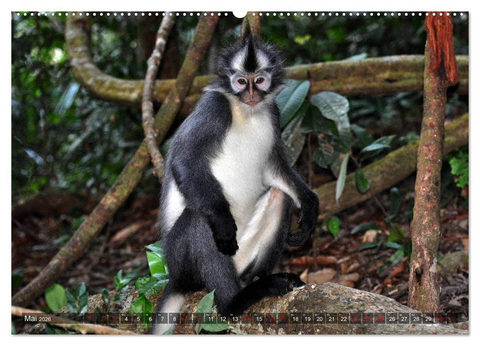Planet der seltenen Affen (CALVENDO Premium Wandkalender 2026)