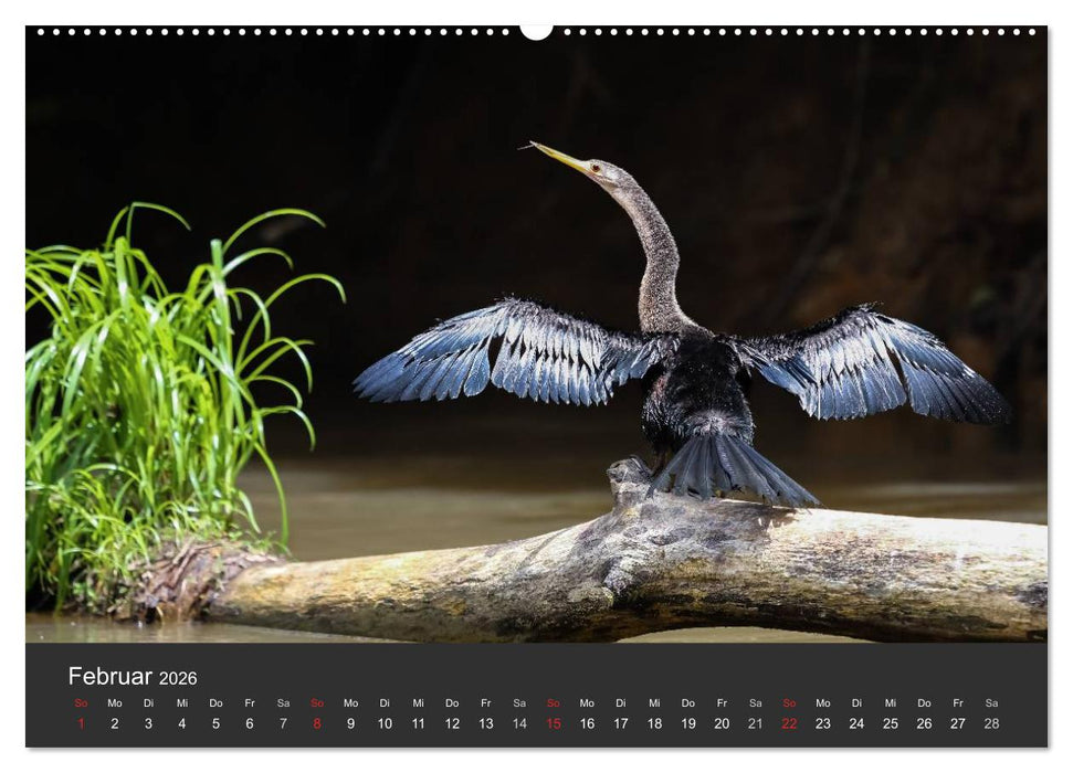 Costa Rica 2026 Exotische Vogelwelt (CALVENDO Premium Wandkalender 2026)