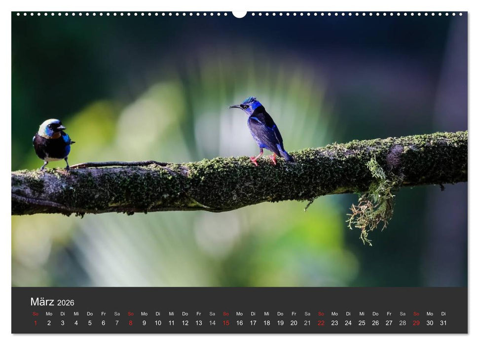 Costa Rica 2026 Exotische Vogelwelt (CALVENDO Premium Wandkalender 2026)