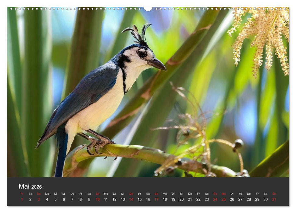 Costa Rica 2026 Exotische Vogelwelt (CALVENDO Premium Wandkalender 2026)