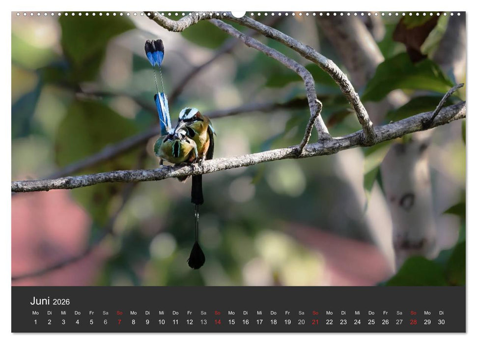 Costa Rica 2026 Exotische Vogelwelt (CALVENDO Premium Wandkalender 2026)