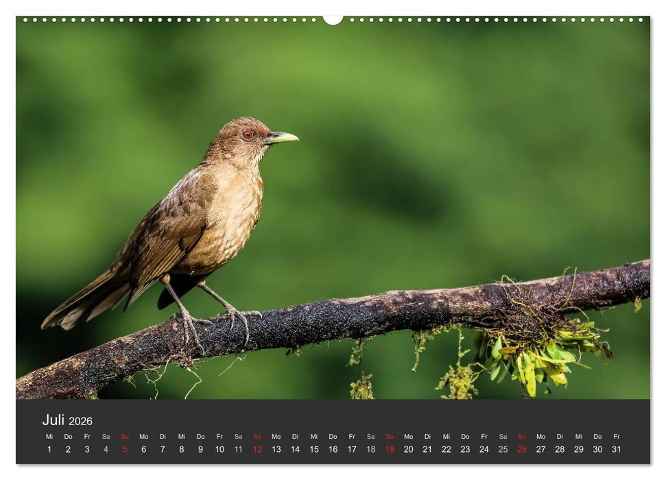 Costa Rica 2026 Exotische Vogelwelt (CALVENDO Premium Wandkalender 2026)