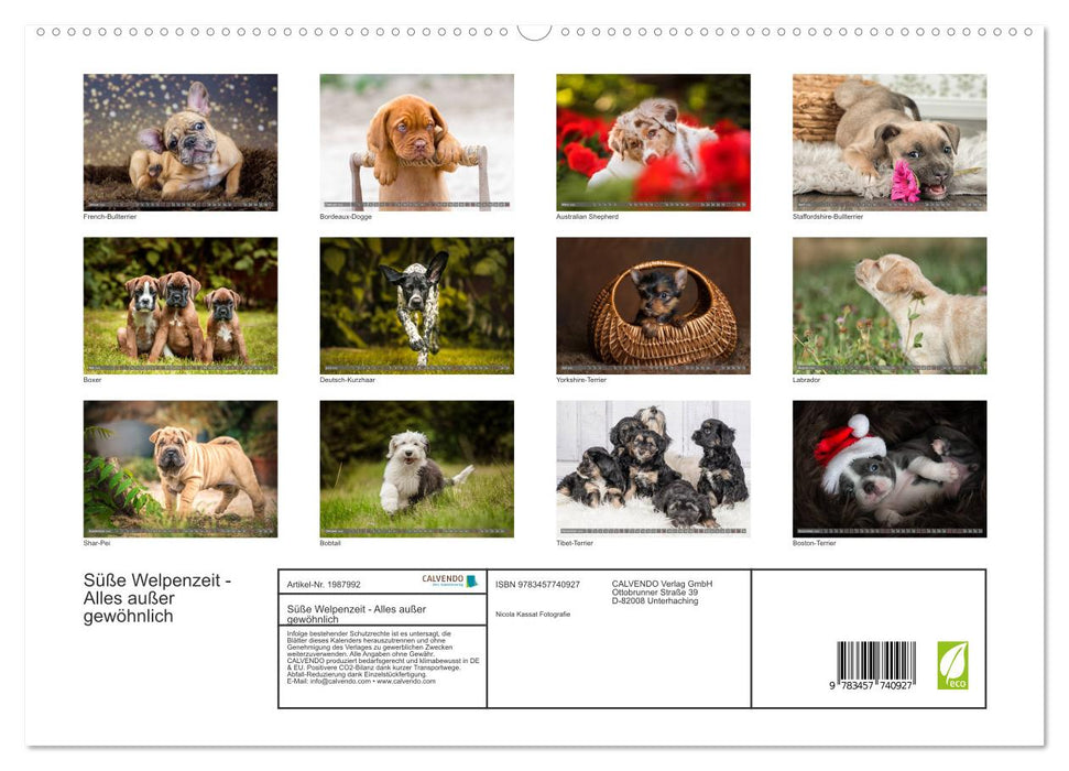 Süße Welpenzeit - Alles außer gewöhnlich (CALVENDO Premium Wandkalender 2026)