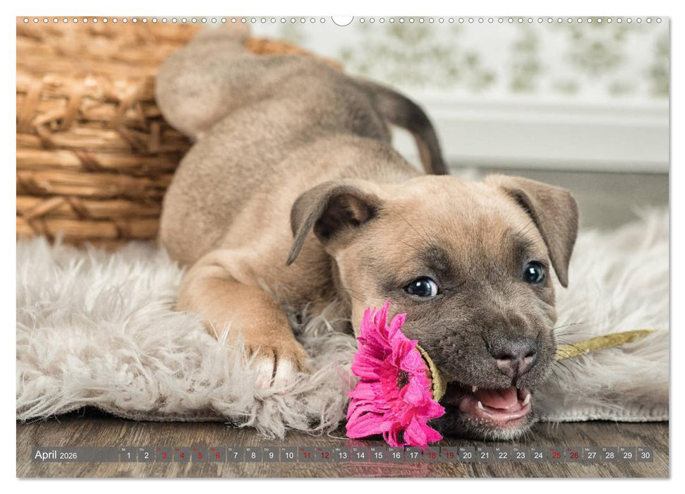 Süße Welpenzeit - Alles außer gewöhnlich (CALVENDO Premium Wandkalender 2026)