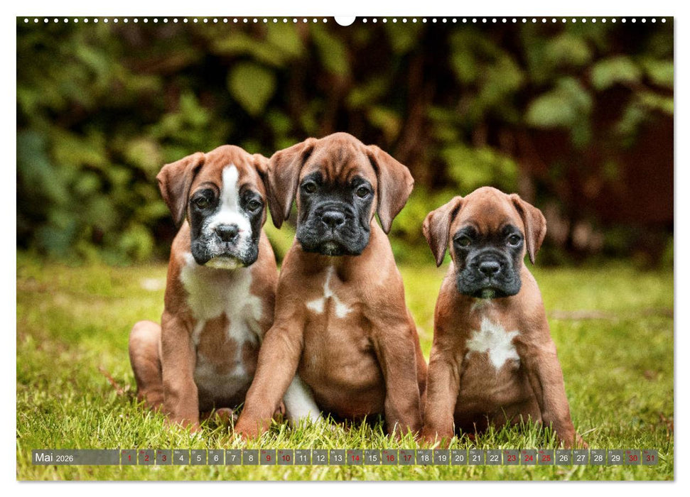Süße Welpenzeit - Alles außer gewöhnlich (CALVENDO Premium Wandkalender 2026)