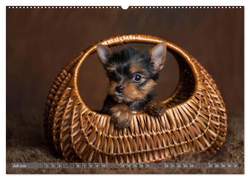 Süße Welpenzeit - Alles außer gewöhnlich (CALVENDO Premium Wandkalender 2026)