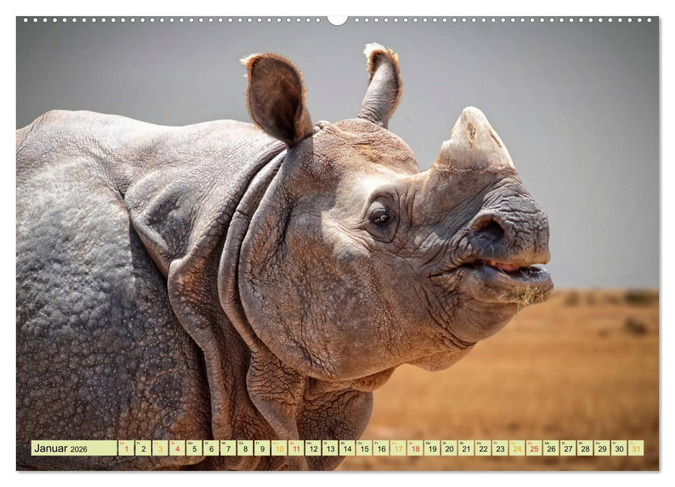 Bedrohte Tierart - Nashorn (CALVENDO Premium Wandkalender 2026)