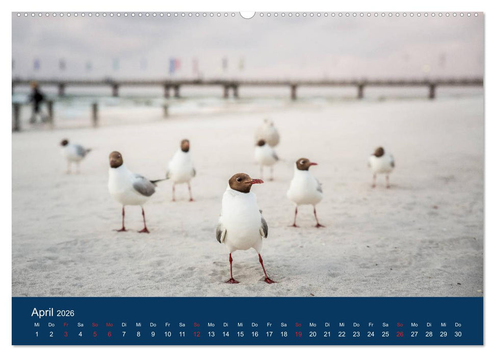 Ostseezauber (CALVENDO Wandkalender 2026)