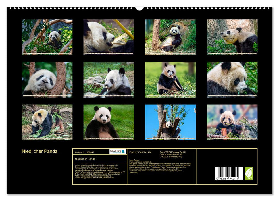 Niedlicher Panda (CALVENDO Premium Wandkalender 2026)