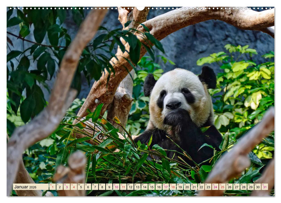 Niedlicher Panda (CALVENDO Premium Wandkalender 2026)