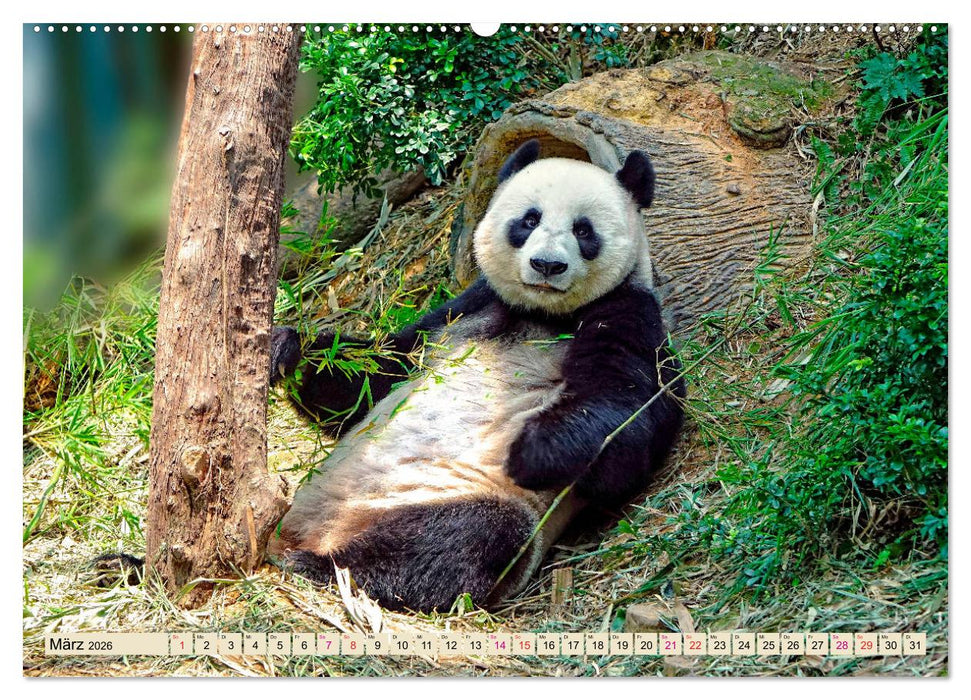 Niedlicher Panda (CALVENDO Premium Wandkalender 2026)