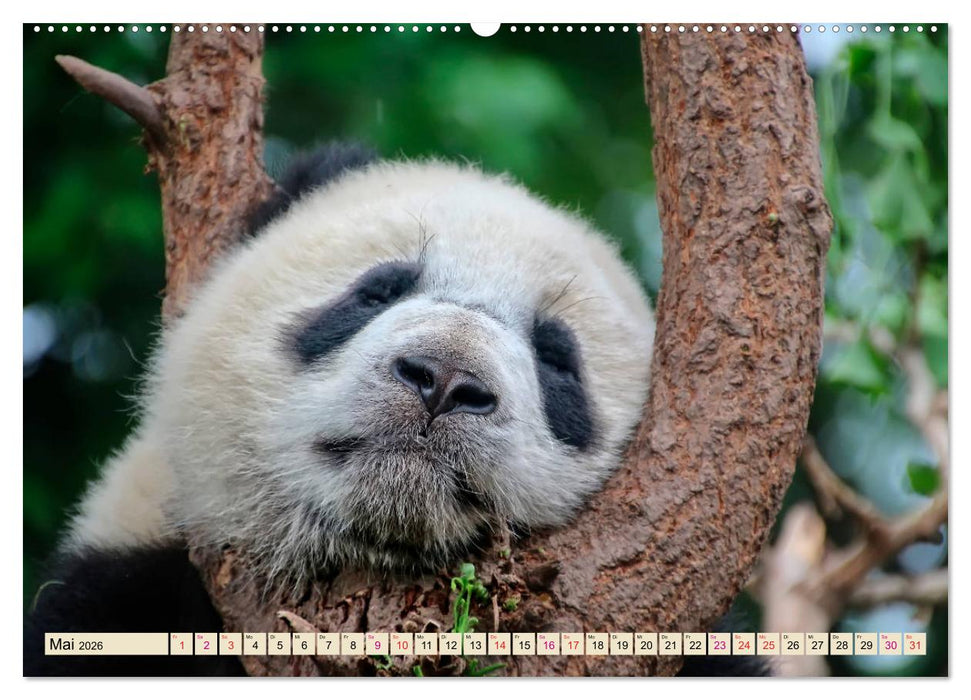 Niedlicher Panda (CALVENDO Premium Wandkalender 2026)
