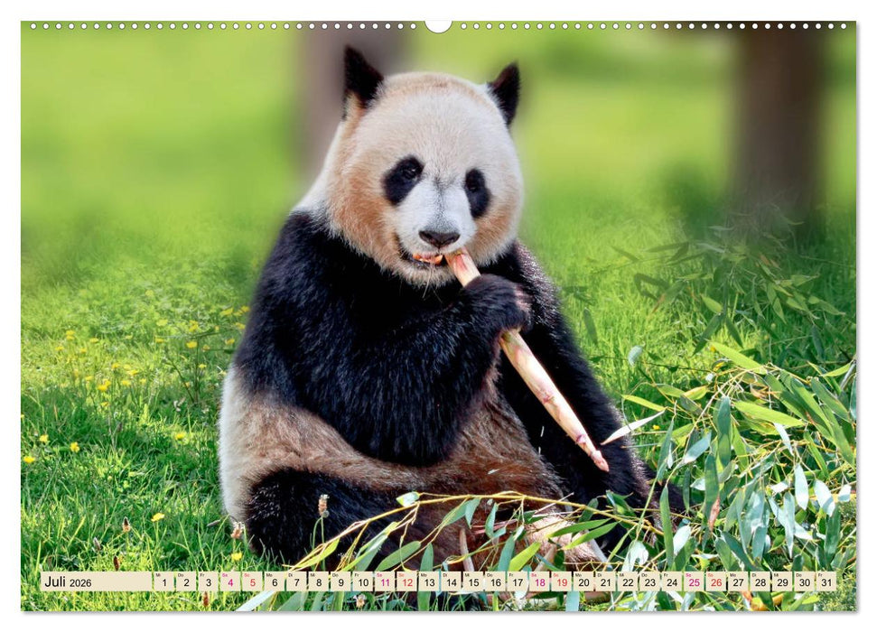 Niedlicher Panda (CALVENDO Premium Wandkalender 2026)