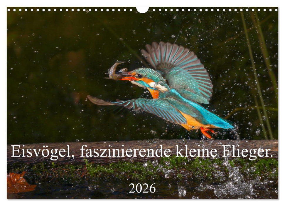 Eisvögel, faszinierende kleine Flieger. (CALVENDO Wandkalender 2026)