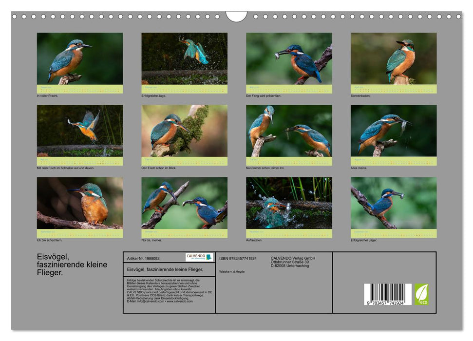 Eisvögel, faszinierende kleine Flieger. (CALVENDO Wandkalender 2026)