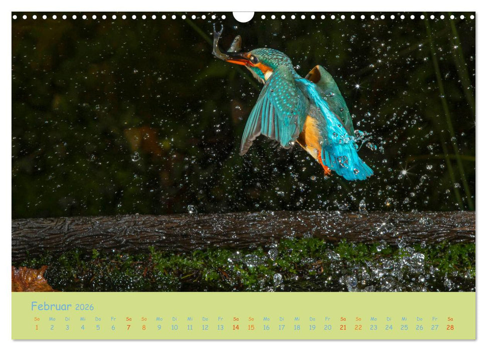 Eisvögel, faszinierende kleine Flieger. (CALVENDO Wandkalender 2026)