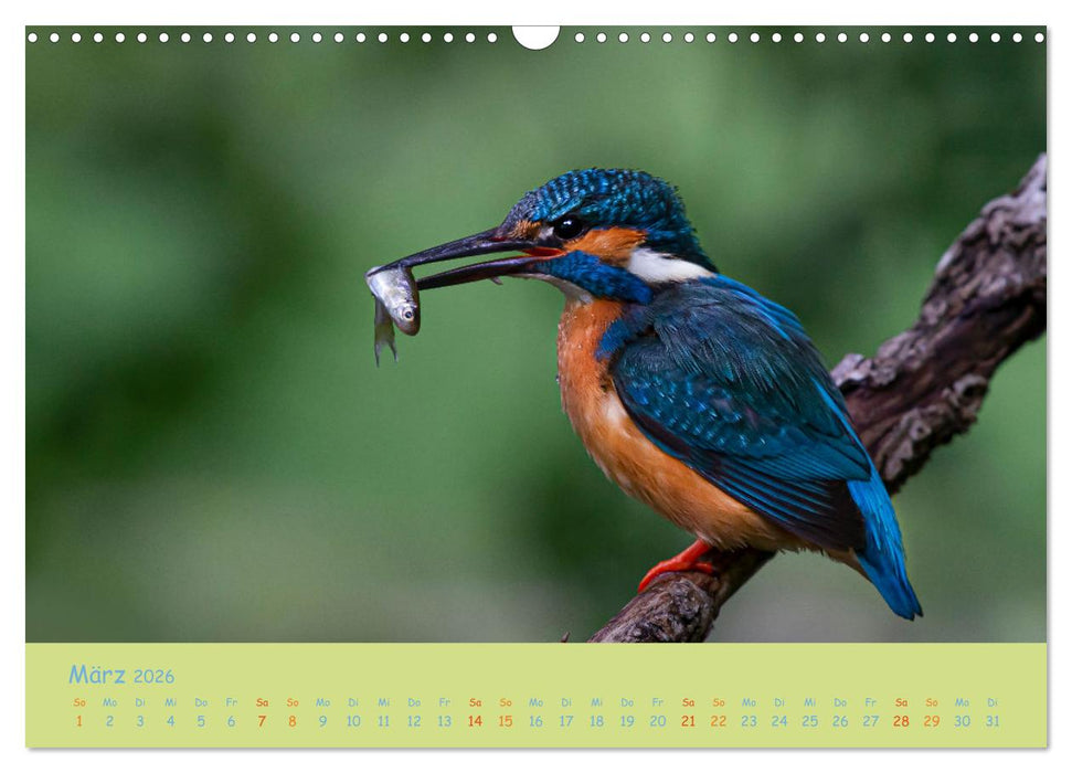 Eisvögel, faszinierende kleine Flieger. (CALVENDO Wandkalender 2026)