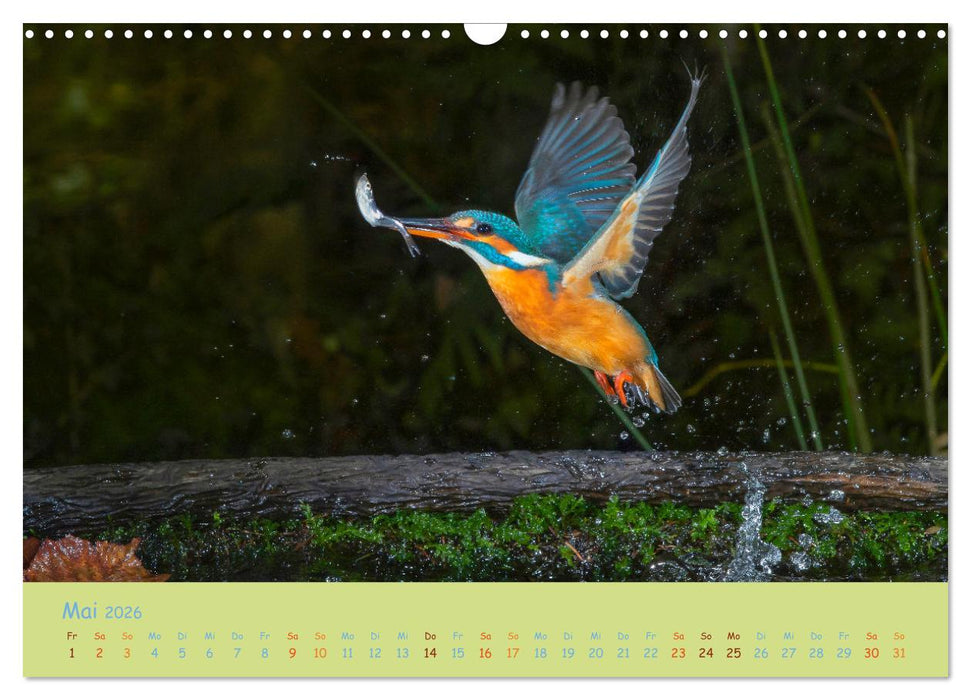 Eisvögel, faszinierende kleine Flieger. (CALVENDO Wandkalender 2026)