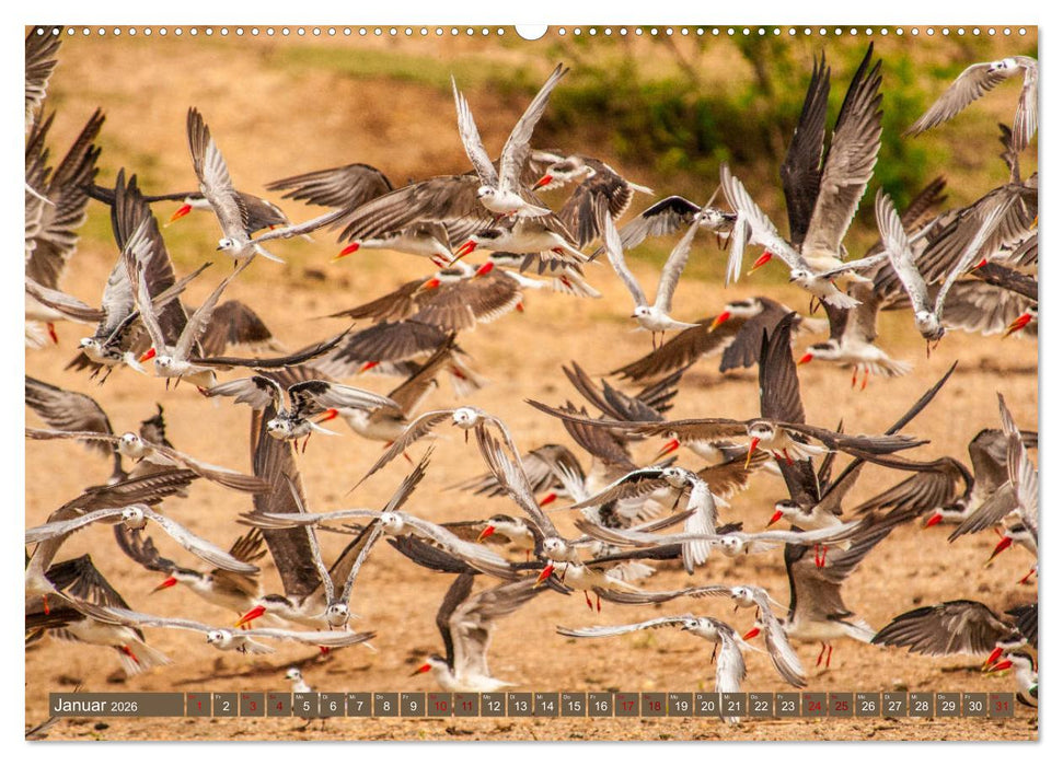 Uganda - im Herzen von Afrika (CALVENDO Premium Wandkalender 2026)