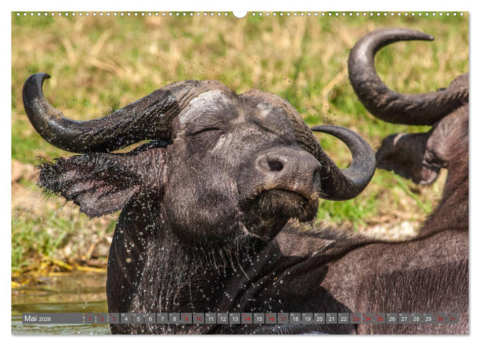 Uganda - im Herzen von Afrika (CALVENDO Premium Wandkalender 2026)