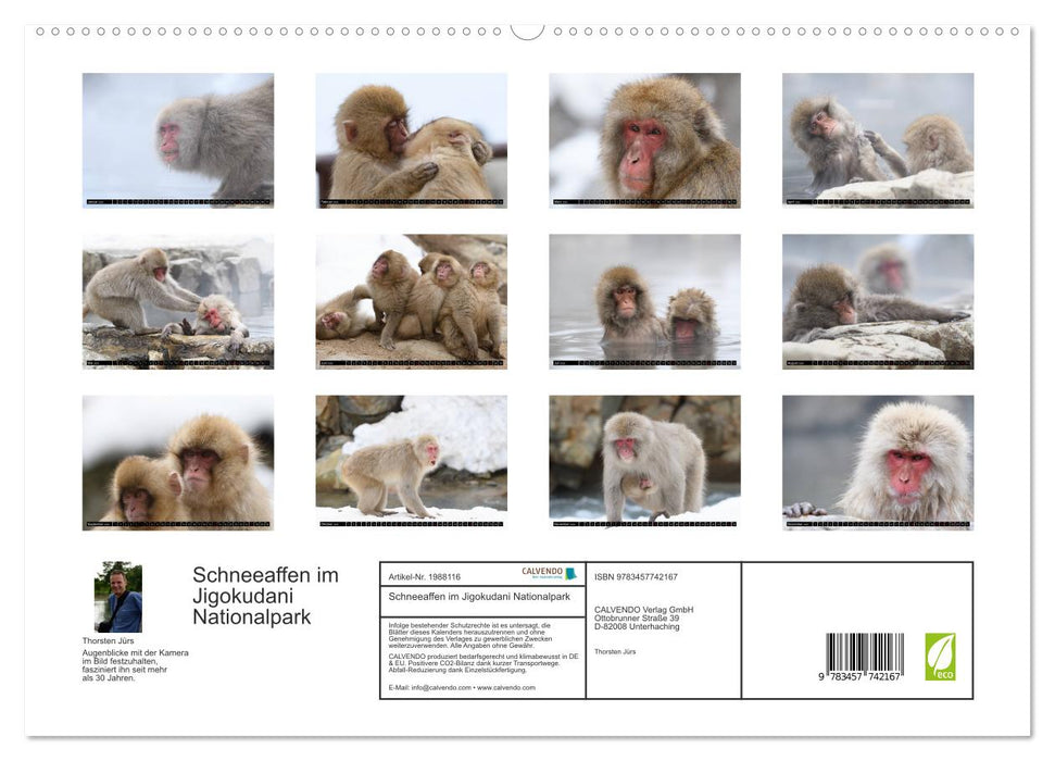 Schneeaffen im Jigokudani Nationalpark (CALVENDO Premium Wandkalender 2026)