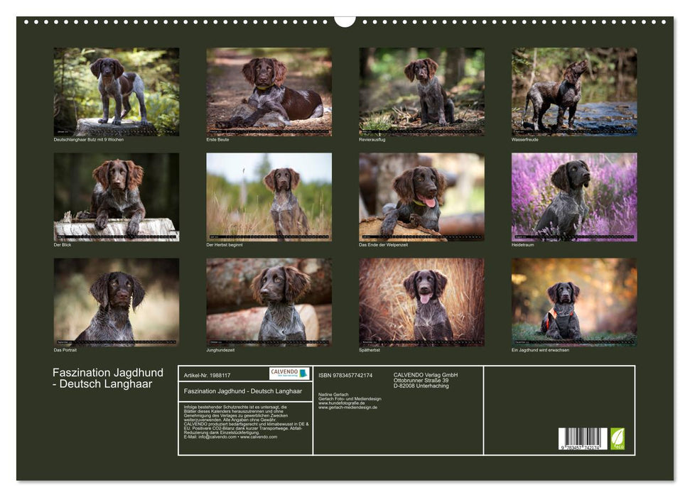 Faszination Jagdhund - Deutsch Langhaar (CALVENDO Wandkalender 2026)
