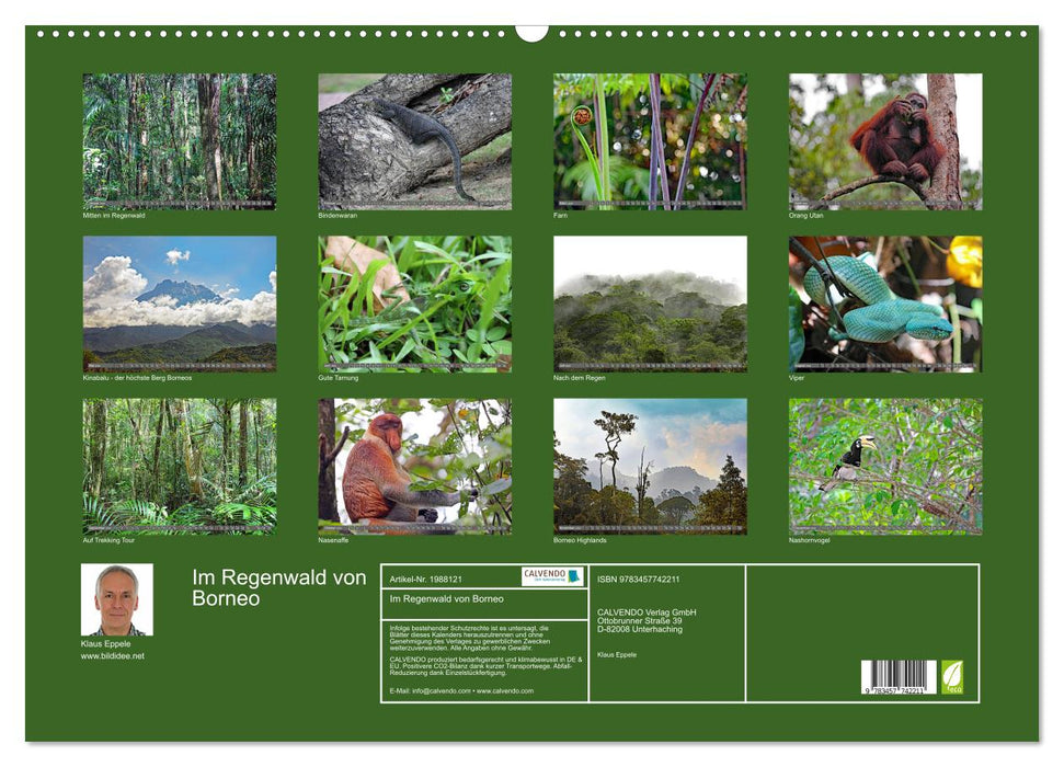 Im Regenwald von Borneo (CALVENDO Wandkalender 2026)