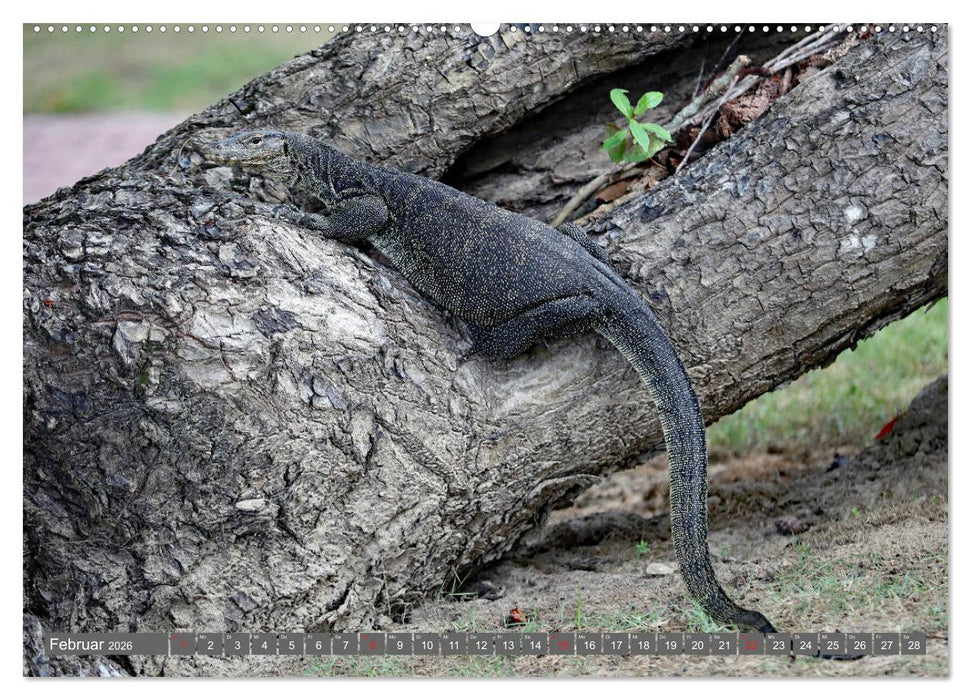 Im Regenwald von Borneo (CALVENDO Wandkalender 2026)