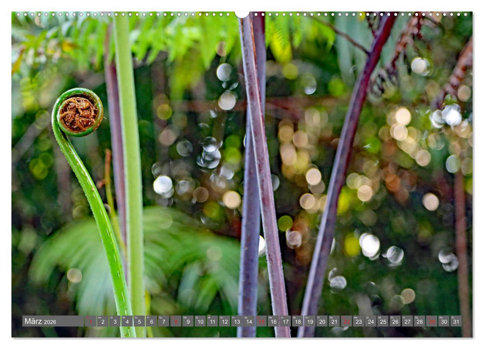 Im Regenwald von Borneo (CALVENDO Wandkalender 2026)