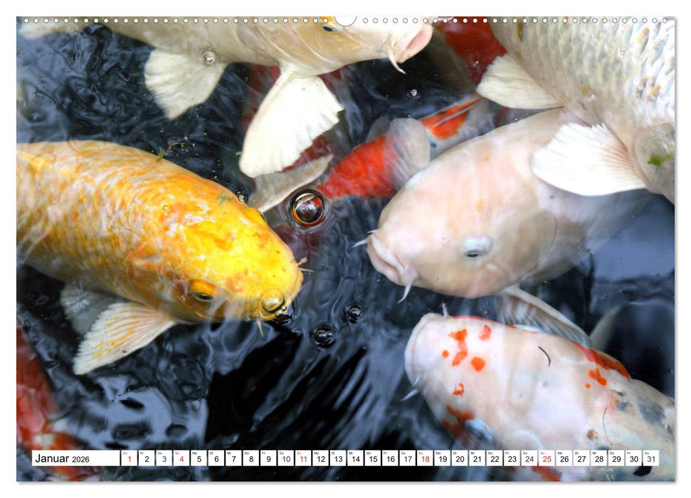 Koi Karpfen. Blickfang und Glücksbringer (CALVENDO Wandkalender 2026)