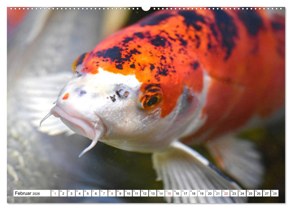 Koi Karpfen. Blickfang und Glücksbringer (CALVENDO Wandkalender 2026)