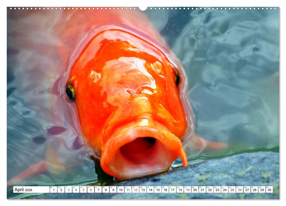 Koi Karpfen. Blickfang und Glücksbringer (CALVENDO Wandkalender 2026)