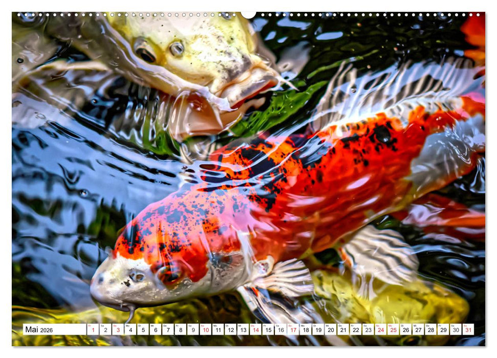 Koi Karpfen. Blickfang und Glücksbringer (CALVENDO Wandkalender 2026)
