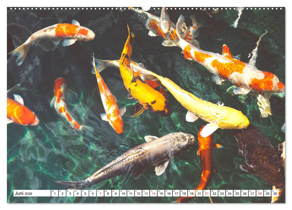 Koi Karpfen. Blickfang und Glücksbringer (CALVENDO Wandkalender 2026)