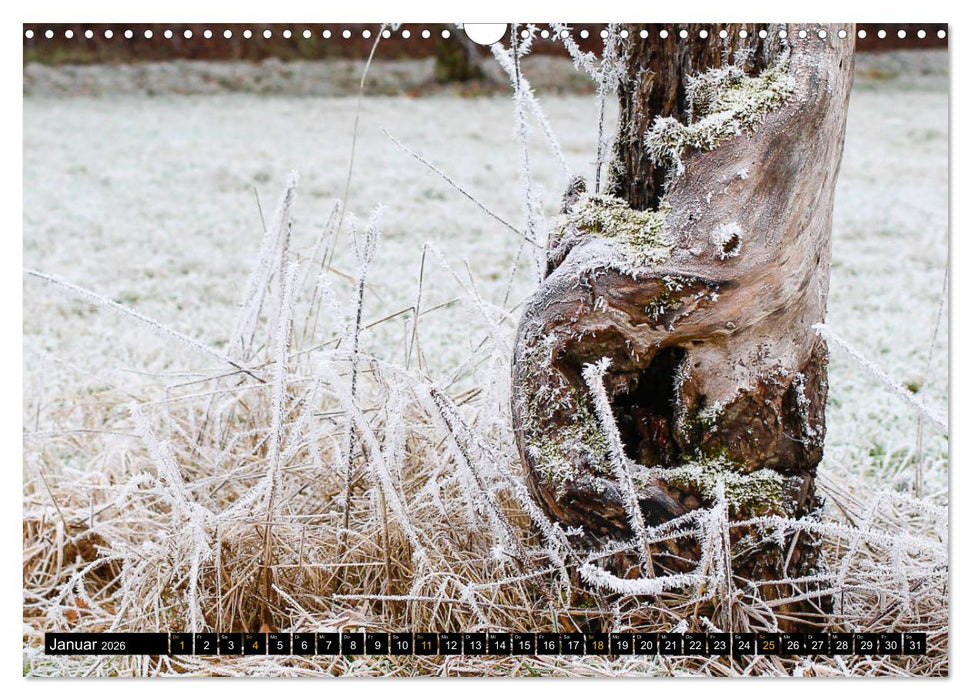 Magische Waldwesen (CALVENDO Wandkalender 2026)