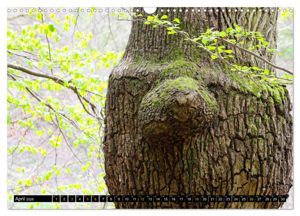 Magische Waldwesen (CALVENDO Wandkalender 2026)