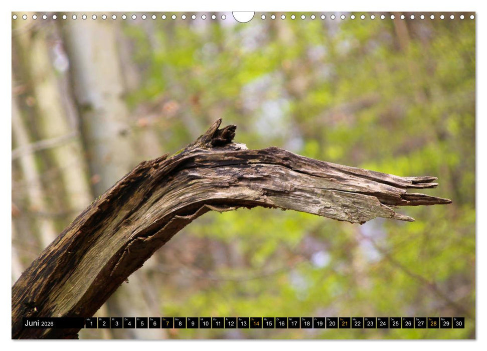 Magische Waldwesen (CALVENDO Wandkalender 2026)