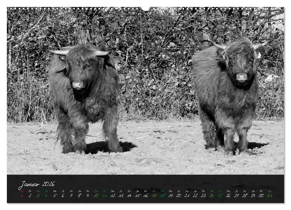 Highland Cattle vom Nordlicht - Faszination Hochland Rind (CALVENDO Premium Wandkalender 2026)