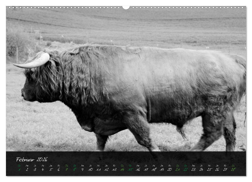Highland Cattle vom Nordlicht - Faszination Hochland Rind (CALVENDO Premium Wandkalender 2026)