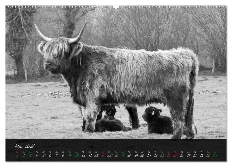 Highland Cattle vom Nordlicht - Faszination Hochland Rind (CALVENDO Premium Wandkalender 2026)