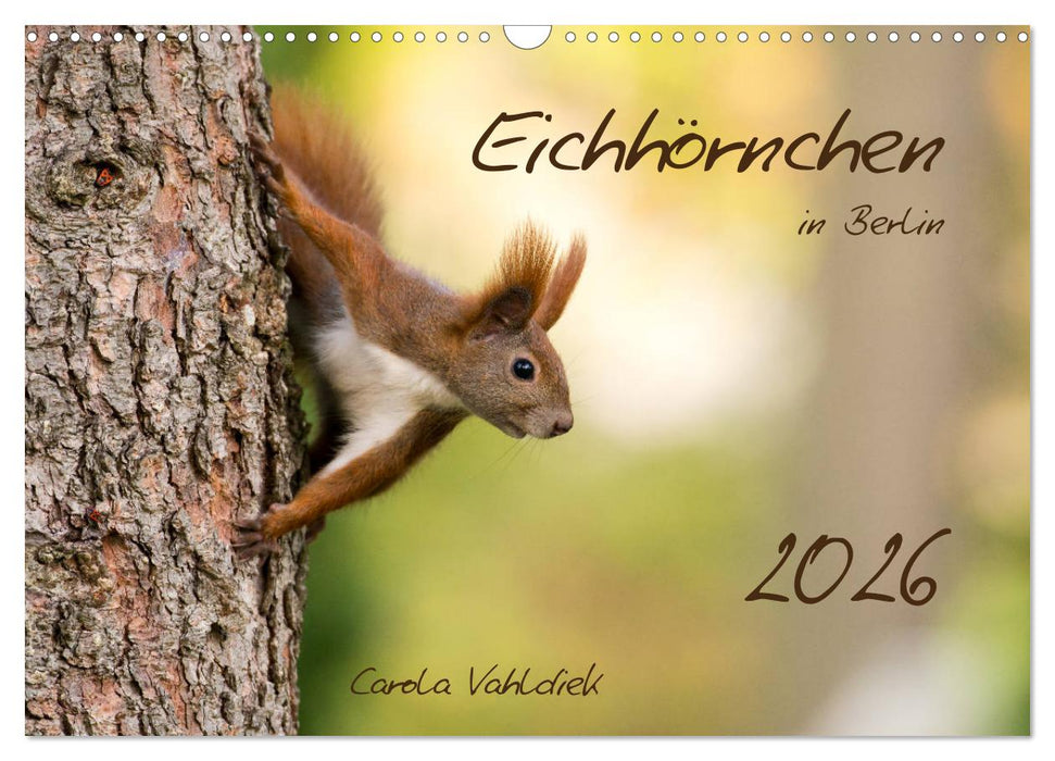 Eichhörnchen in Berlin (CALVENDO Wandkalender 2026)