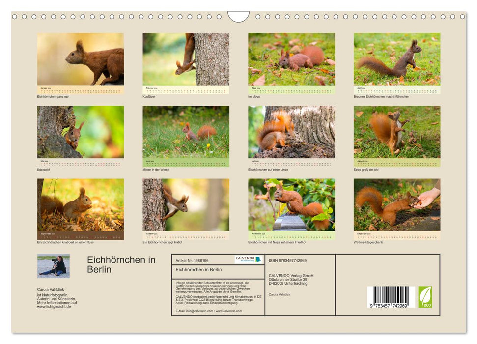 Eichhörnchen in Berlin (CALVENDO Wandkalender 2026)