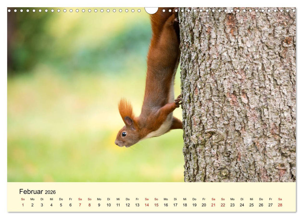Eichhörnchen in Berlin (CALVENDO Wandkalender 2026)