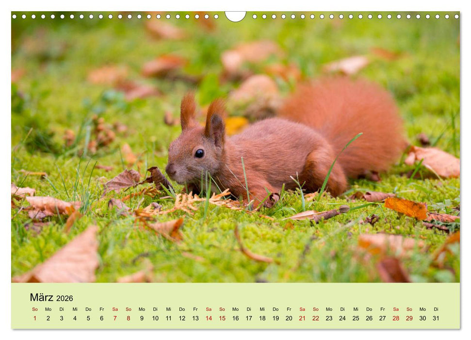 Eichhörnchen in Berlin (CALVENDO Wandkalender 2026)