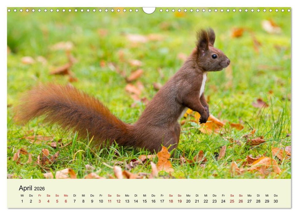 Eichhörnchen in Berlin (CALVENDO Wandkalender 2026)