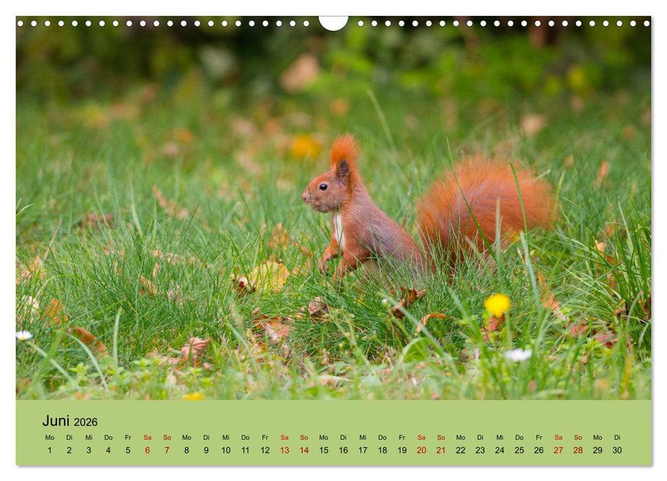 Eichhörnchen in Berlin (CALVENDO Wandkalender 2026)