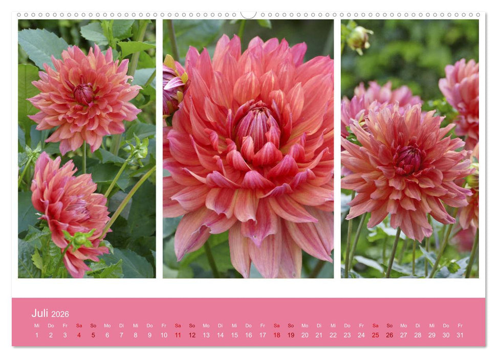 Dahlien-Triplets (CALVENDO Premium Wandkalender 2026)