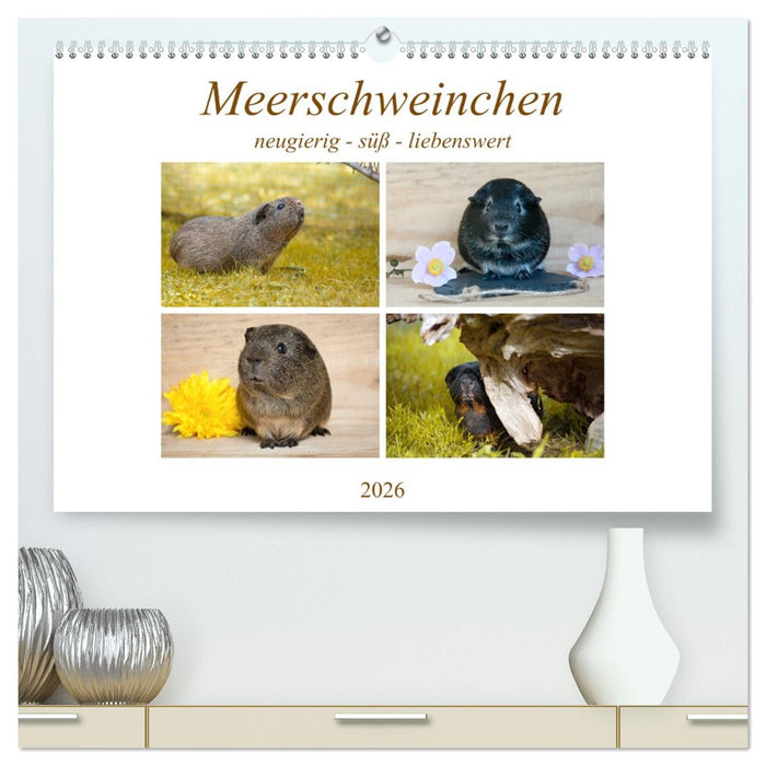 MEERSCHWEINCHEN neugierig - süß - liebenswert (CALVENDO Premium Wandkalender 2026)