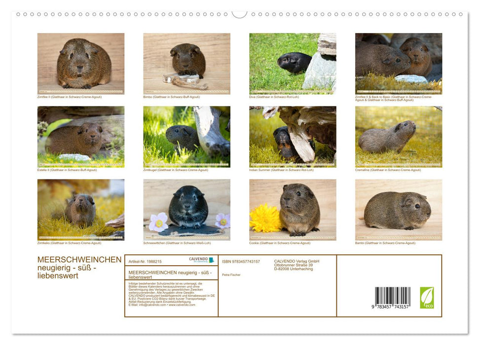 MEERSCHWEINCHEN neugierig - süß - liebenswert (CALVENDO Premium Wandkalender 2026)