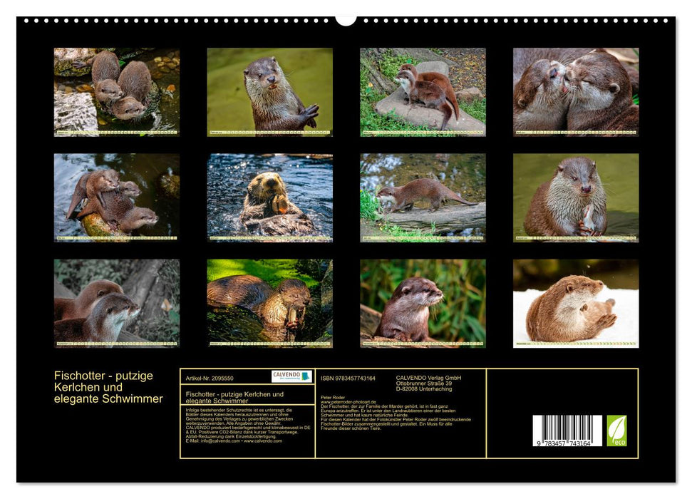 Fischotter - putzige Kerlchen und elegante Schwimmer (CALVENDO Premium Wandkalender 2026)